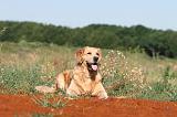 GOLDEN RETRIEVER 218